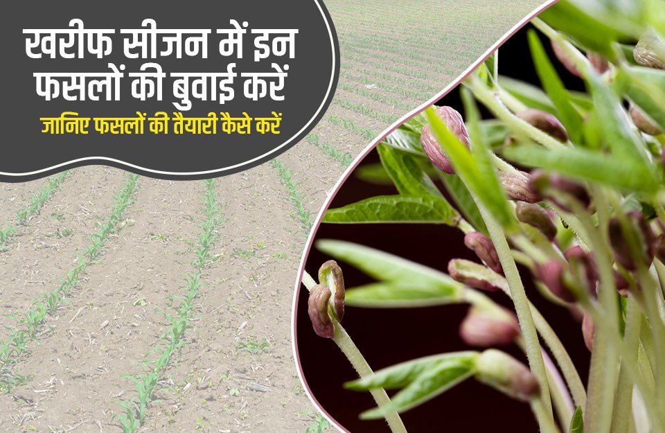 Kharif season crops